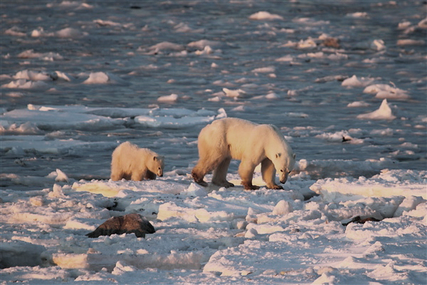 600_Manitoba_Churchill_PolarB_Day4_2336.jpg