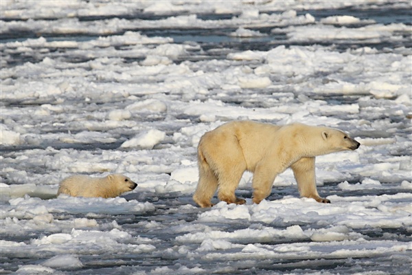 600_Manitoba_Churchill_Polar_Day3b_1932_P_only.jpg