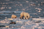 600_Manitoba_Churchill_PolarB_Day4_2336