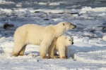 600_Manitoba_Churchill_Polar_Day3_1954