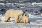 600_Manitoba_Churchill_Polar_Day3_1956