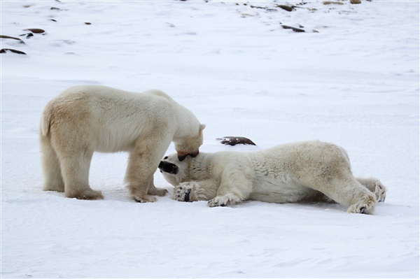 600_Manitoba_Churchill_PolarB_Day4_2189.jpg