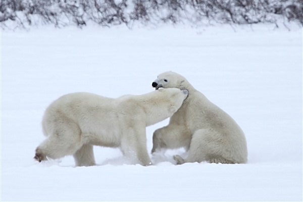 600_Manitoba_Churchill_PolarB_Day6_2558_m.jpg