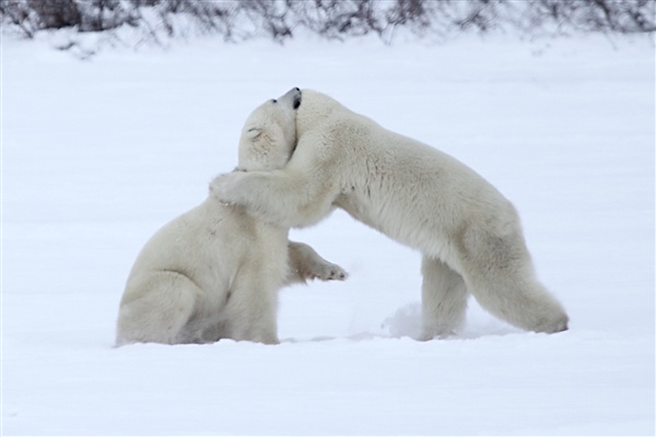 600_Manitoba_Churchill_PolarB_Day6_2560_m.jpg