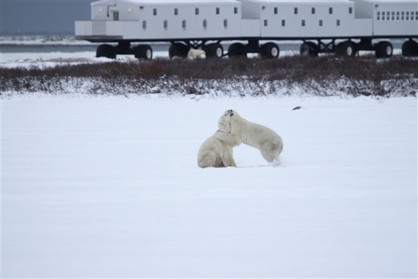 600_Manitoba_Churchill_PolarB_Day6_2561.jpg