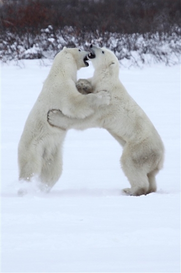 600_Manitoba_Churchill_PolarB_Day6_2565_m.jpg