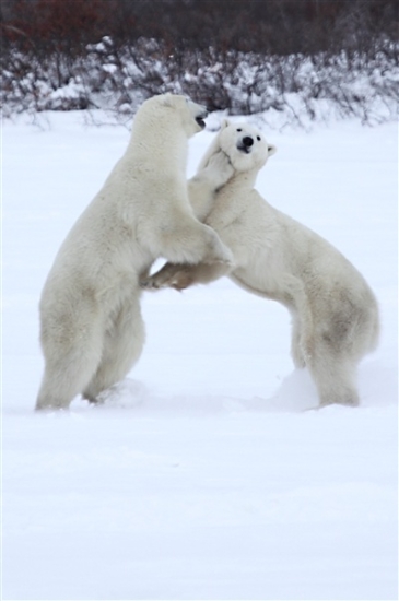 600_Manitoba_Churchill_PolarB_Day6_2566_m.jpg