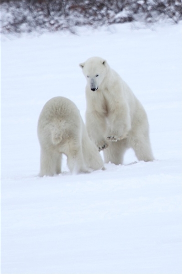 600_Manitoba_Churchill_PolarB_Day6_2569_m.jpg