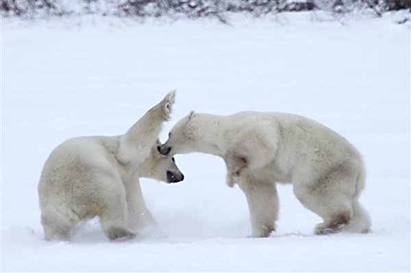 600_Manitoba_Churchill_PolarB_Day6_2571_m.jpg