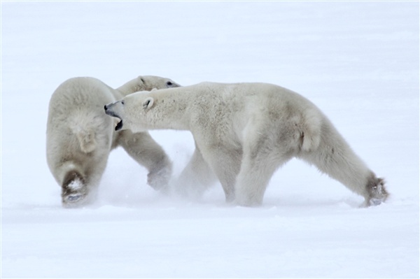 600_Manitoba_Churchill_PolarB_Day6_2572_m.jpg