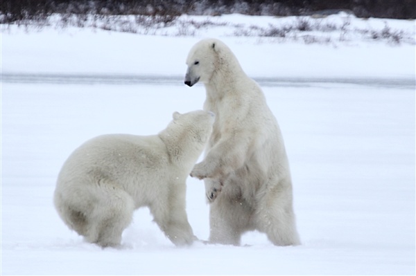 600_Manitoba_Churchill_PolarB_Day6_2573_m.jpg