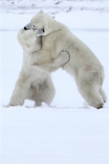 600_Manitoba_Churchill_PolarB_Day6_2588_m.jpg