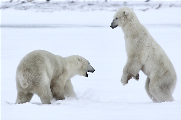 600_Manitoba_Churchill_PolarB_Day6_2595_m.jpg