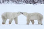 600_Manitoba_Churchill_PolarB_Day6_2553_m