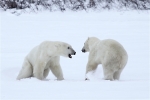 600_Manitoba_Churchill_PolarB_Day6_2555_m