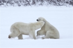 600_Manitoba_Churchill_PolarB_Day6_2558_m