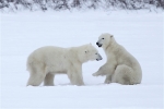 600_Manitoba_Churchill_PolarB_Day6_2559_m