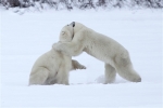 600_Manitoba_Churchill_PolarB_Day6_2560_m