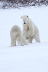 600_Manitoba_Churchill_PolarB_Day6_2569_m