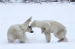 600_Manitoba_Churchill_PolarB_Day6_2571_m