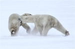 600_Manitoba_Churchill_PolarB_Day6_2572_m