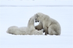 600_Manitoba_Churchill_PolarB_Day6_2585_m