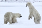 600_Manitoba_Churchill_PolarB_Day6_2595_m