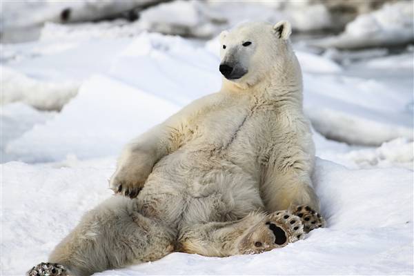 600_Manitoba_Churchill_PolarBears1605.jpg