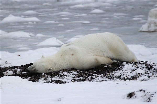 600_Manitoba_Churchill_Polar_Day3b_1812.jpg