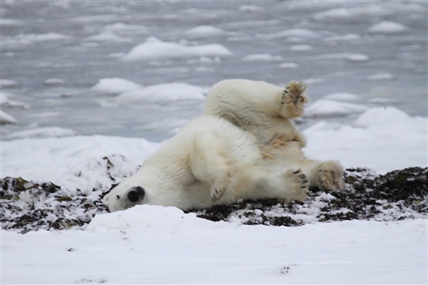 600_Manitoba_Churchill_Polar_Day3b_1814.jpg