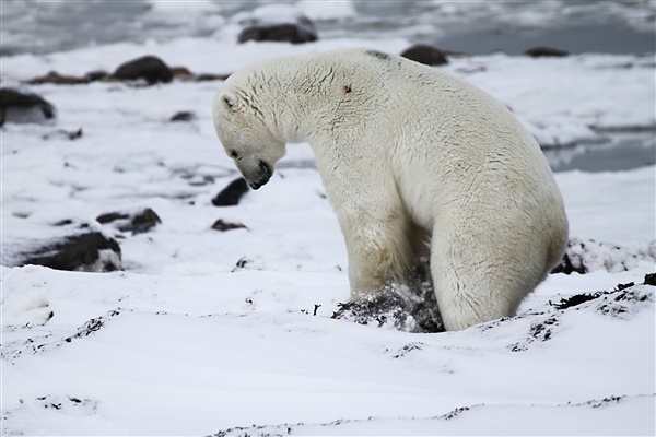 600_Manitoba_Churchill_Polar_Day3b_1830.jpg