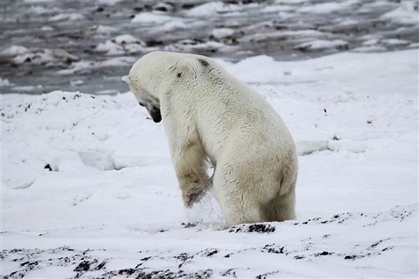 600_Manitoba_Churchill_Polar_Day3b_1834.jpg