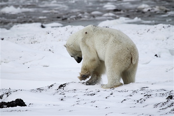 600_Manitoba_Churchill_Polar_Day3b_1840.jpg