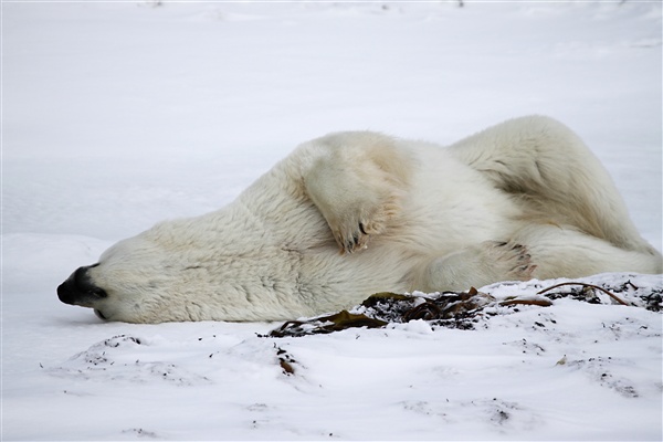 600_Manitoba_Churchill_Polar_Day3b_1857.jpg