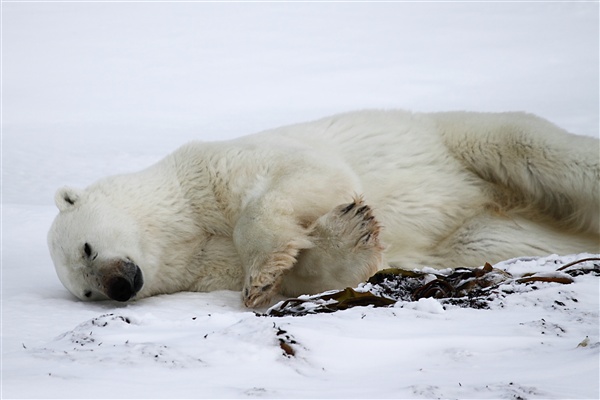 600_Manitoba_Churchill_Polar_Day3b_1858.jpg