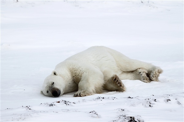 600_Manitoba_Churchill_Polar_Day3b_1860.jpg