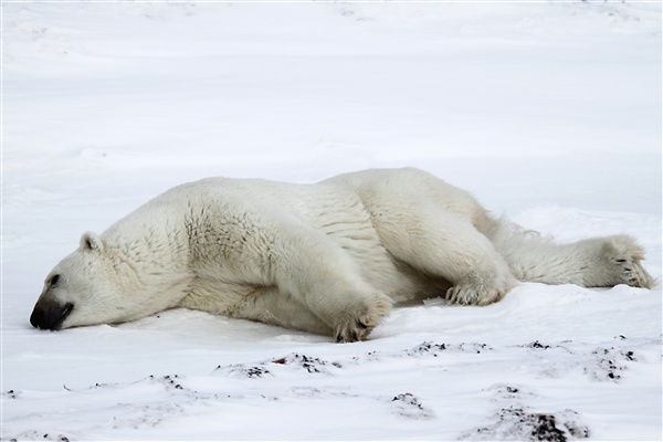 600_Manitoba_Churchill_Polar_Day3b_1865.jpg