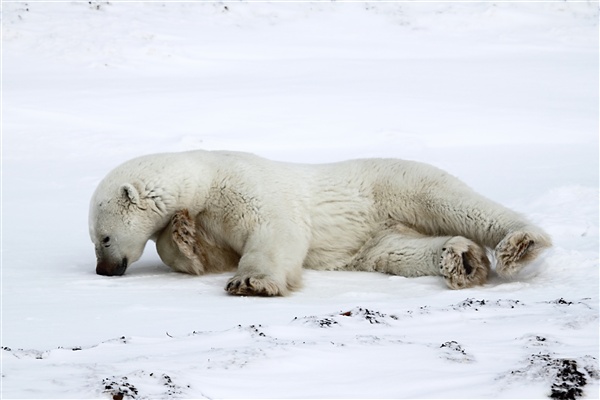 600_Manitoba_Churchill_Polar_Day3b_1866.jpg