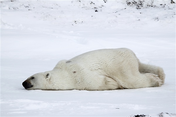 600_Manitoba_Churchill_Polar_Day3b_1869.jpg