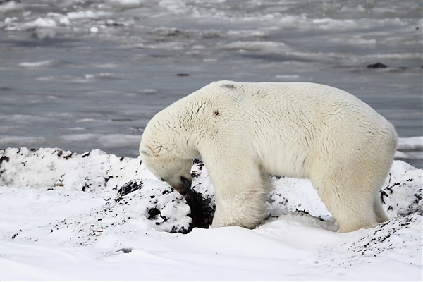 600_Manitoba_Churchill_Polar_Day3b_1884.jpg