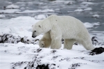 600_Manitoba_Churchill_Polar_Day3b_1822