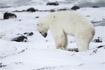 600_Manitoba_Churchill_Polar_Day3b_1829