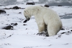 600_Manitoba_Churchill_Polar_Day3b_1830