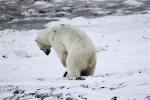 600_Manitoba_Churchill_Polar_Day3b_1836