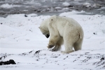 600_Manitoba_Churchill_Polar_Day3b_1840