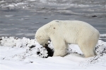 600_Manitoba_Churchill_Polar_Day3b_1884