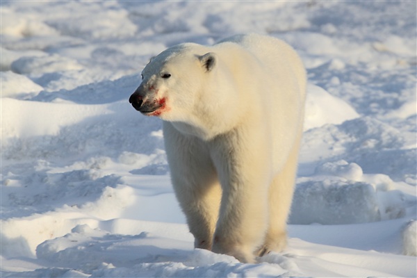 600_Manitoba_Churchill_PolarB_Day4_2102.jpg