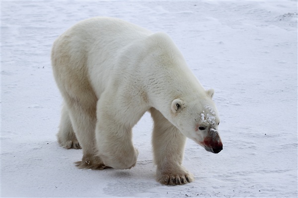 600_Manitoba_Churchill_PolarB_Day4_2185.jpg