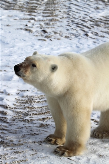 600_Manitoba_Churchill_PolarB_Day4_2275.jpg