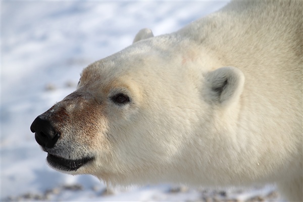 600_Manitoba_Churchill_PolarB_Day4_2287.jpg